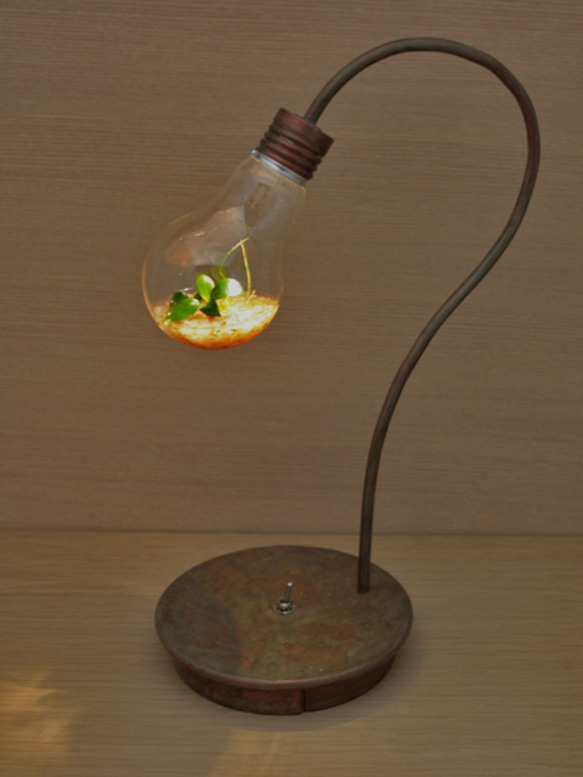 bulb terrarium 2枚目の画像