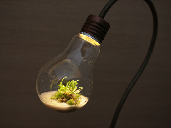 bulb terrarium 3枚目の画像