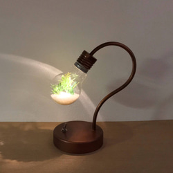 bulb terrarium mini 3枚目の画像