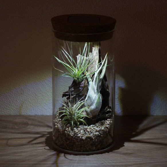 bottle terrarium 95 1枚目の画像