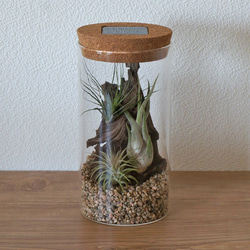 bottle terrarium 95 2枚目の画像