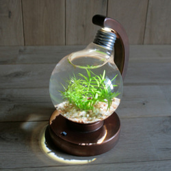 bulb terrarium ball [cool] 1枚目の画像