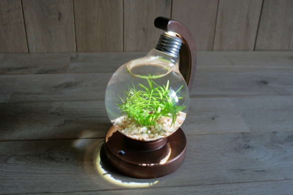 bulb terrarium ball [cool] 1枚目の画像