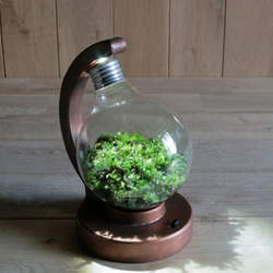 bulb terrarium ball [cool] 2枚目の画像