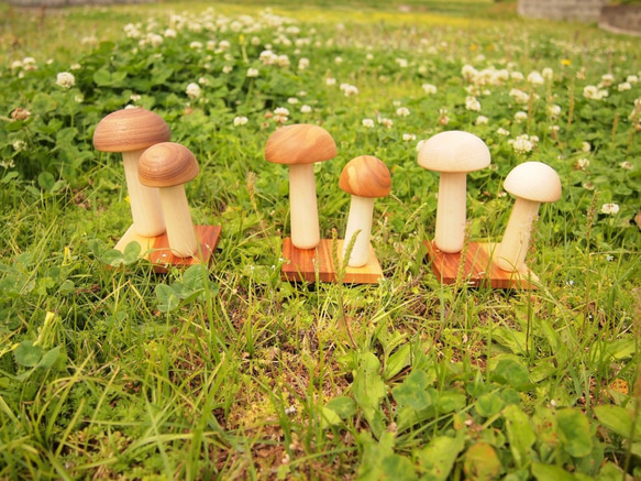 德寧蘑菇 第3張的照片