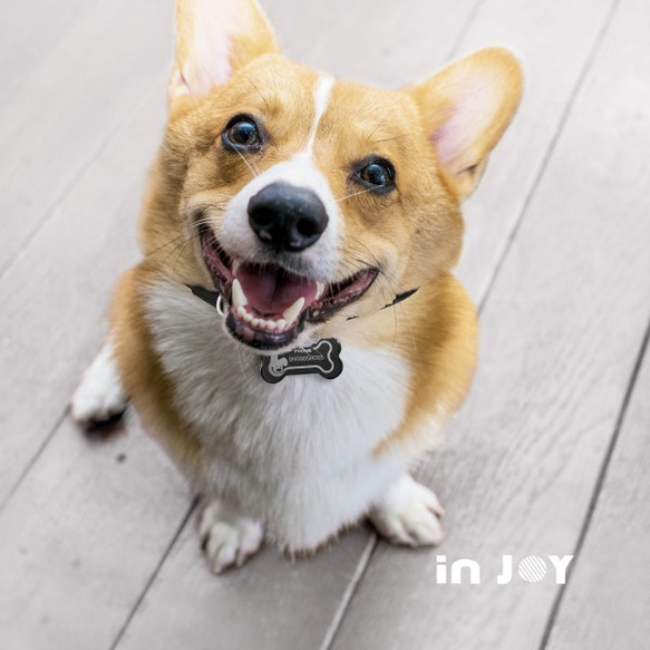GENERATIONS　ジェネ犬　王冠パペットマペット　まとめ売り パペットマペット (@papeushikaeru) / X