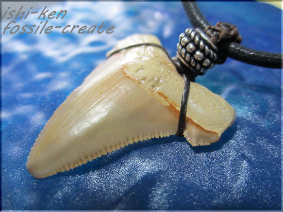 [化石]lamna～shark teeth～wild size 1枚目の画像