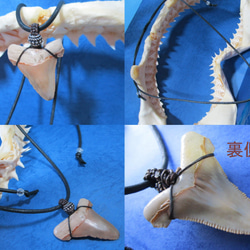 [化石]lamna～shark teeth～wild size 5枚目の画像