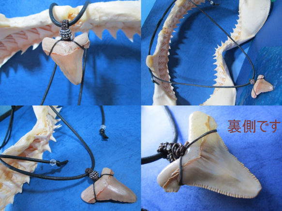 [化石]lamna～shark teeth～wild size 5枚目の画像