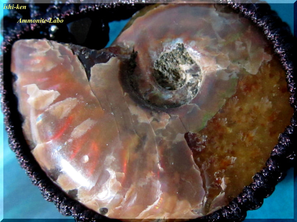 ～Realist～≪Ammonite Labo≫ 1枚目の画像