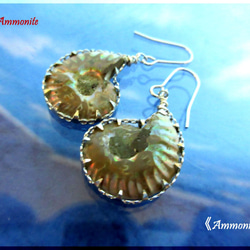 ～knock～　20mm Ammonite 　　≪Ammonite-labo≫ 2枚目の画像