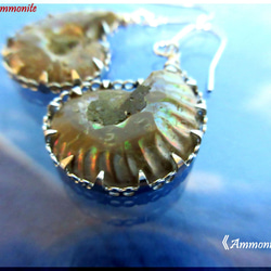 ～knock～　20mm Ammonite 　　≪Ammonite-labo≫ 4枚目の画像