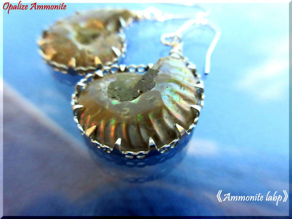 ～knock～　20mm Ammonite 　　≪Ammonite-labo≫ 4枚目の画像