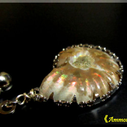 ～knock～　20mm Ammonite 　　≪Ammonite-labo≫ 3枚目の画像