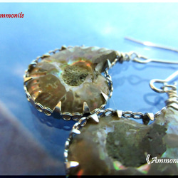 ～knock～　20mm Ammonite 　　≪Ammonite-labo≫ 6枚目の画像