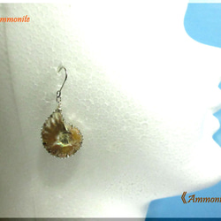 ～knock～　20mm Ammonite 　　≪Ammonite-labo≫ 5枚目の画像