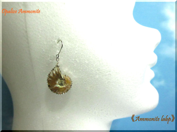 ～knock～　20mm Ammonite 　　≪Ammonite-labo≫ 5枚目の画像