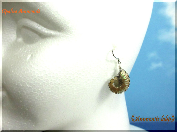 ～knock～　20mm Ammonite 　　≪Ammonite-labo≫ 7枚目の画像