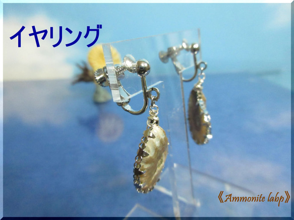 ～knock～　20mm Ammonite 　　≪Ammonite-labo≫ 9枚目の画像