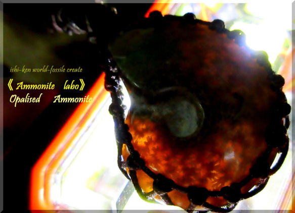༺殻と縫合線༻　　　35mm ！ ≪Ammonite-labo≫ 1枚目の画像