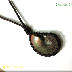 ༺殻と縫合線༻　　　35mm ！ ≪Ammonite-labo≫ 6枚目の画像