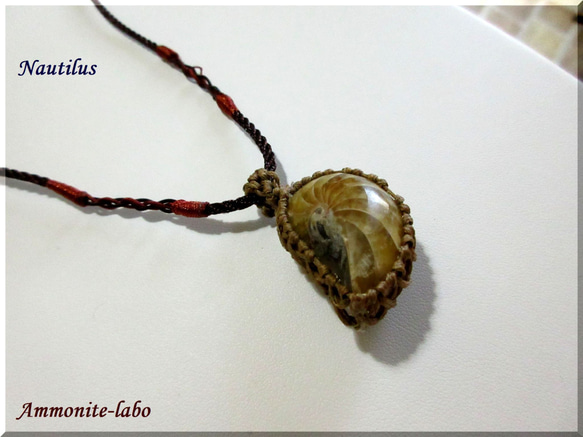 ～鎧～　　Nautilus　≪Ammonite Labo≫ 3枚目の画像