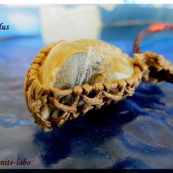 ～鎧～　　Nautilus　≪Ammonite Labo≫ 5枚目の画像