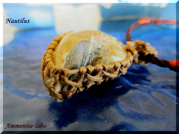 ～鎧～　　Nautilus　≪Ammonite Labo≫ 5枚目の画像