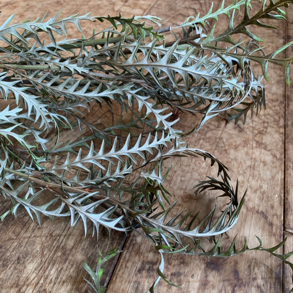 ドライフラワー★大きめネイティブリース★プロテア　アイバンホー　グレビレア ドライフラワー］グレビレア アイバンホー商品ページ - 土と風の