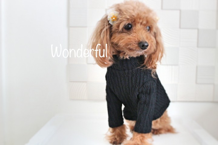 アラン風ニット 犬服 ハンドメイド オーダーメイド 冬