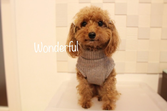 展示品　犬服　ジャズネップニット　ハイネック　クリームモカ　小型犬 1枚目の画像