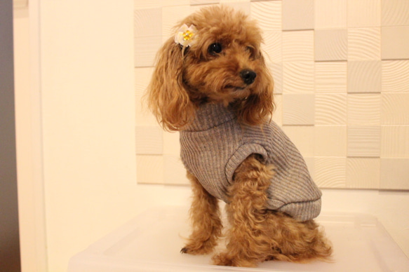 展示品　犬服　ジャズネップニット　ハイネック　クリームモカ　小型犬 2枚目の画像