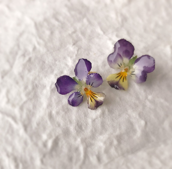 紫♦︎plainly viola pierce 3枚目の画像