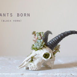 plants born　（black horn) 1枚目の画像