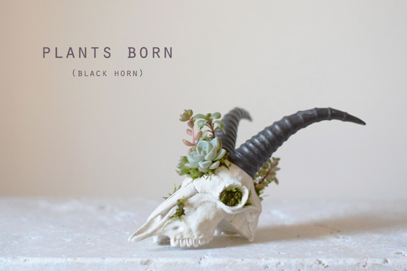 plants born　（black horn) 1枚目の画像