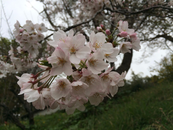 コサージュ桜染め　送料割引 4枚目の画像