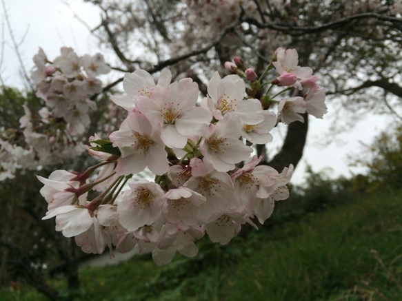 桜染めカーディガン手編み　　送料無料 6枚目の画像