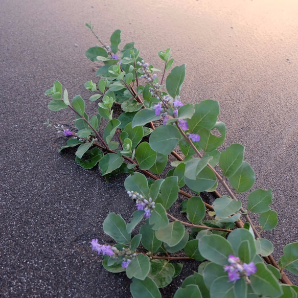 浜香染め（海辺の草）ジャケット　 6枚目の画像