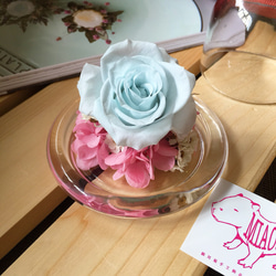 永生玫瑰玻璃花盅（baby藍櫻花粉）。母親節禮物。畢業禮物 第2張的照片