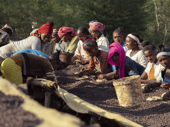 エチオピア ナチュラル 200g "優しいベリーのフレーバー" デゥメルソ スペシャルティ コーヒー 7枚目の画像