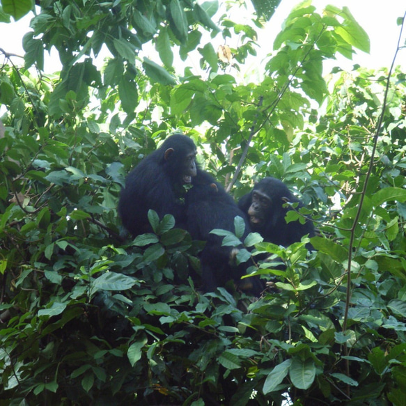 【在庫少】"チンパンジーと育むコーヒー" キゴマ 200g タンザニア 立体的で肉厚な印象　コーヒー豆 6枚目の画像