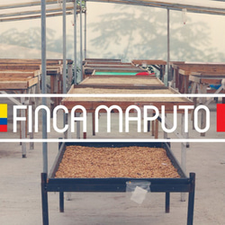 エクアドル ハクナマタタ農園 200g ティピカ マイクロロット 単一品種 7枚目の画像