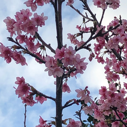 ピンクの桜の花のイヤーカフ　 5枚目の画像