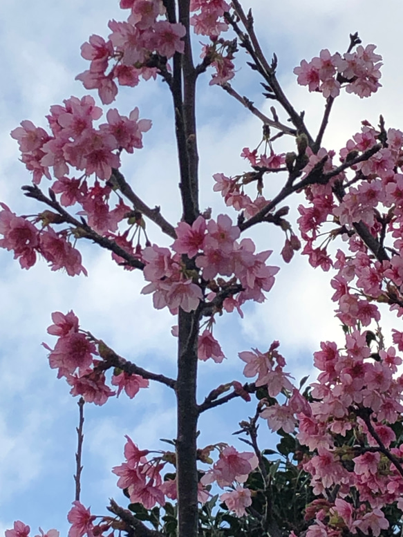 ピンクの桜の花のイヤーカフ　 5枚目の画像
