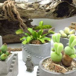 [想泥]仿生植物搭配專屬可愛水泥盆禮品、擺飾小物 第1張的照片