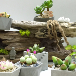 [想泥]仿生植物搭配專屬可愛水泥盆禮品、擺飾小物 第7張的照片