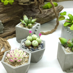 [想泥]仿生植物搭配專屬可愛水泥盆禮品、擺飾小物 第8張的照片