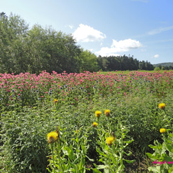 高原のお花畑のハーフリースふらの高原リース～flower garden～１点限りのお買い得作品☆ 8枚目の画像