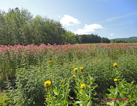 高原のお花畑のハーフリースふらの高原リース～flower garden～１点限りのお買い得作品☆ 8枚目の画像