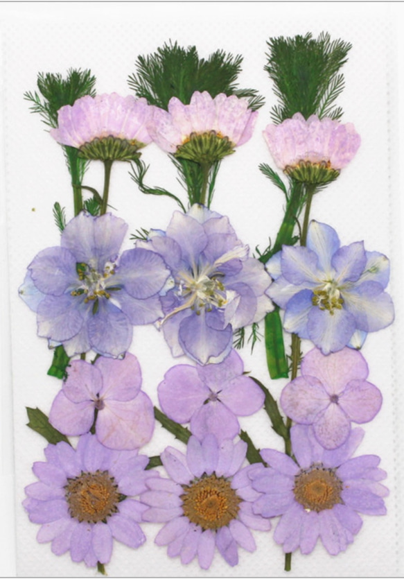 ドライフラワー　押し花　DIY用　薄紫系セット 1枚目の画像